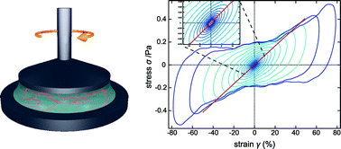 Graphical abstract: Nonlinear mechanics of entangled F-actin solutions