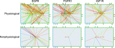 Graphical abstract: A quantitative study of the recruitment potential of all intracellulartyrosine residues on EGFR, FGFR1 and IGF1R