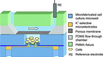 Graphical abstract: Potentiometric platform for the quantification of cellular potassium efflux