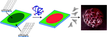 Graphical abstract: Direct printing of trichlorosilanes on glass for selective protein adsorption and cell growth