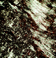 Graphical abstract: DNA that is dispersed in the liquid crystalline phases of phospholipids is actively transcribed