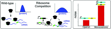 Graphical abstract: Engineering stochasticity in gene expression
