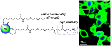 Graphical abstract: PEG-ylated cationic CdSe/ZnS QDs as an efficient intracellular labeling agent