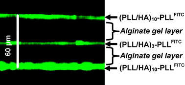 Graphical abstract: Micro-stratified architectures based on successive stacking of alginate gel layers and poly(l-lysine)–hyaluronic acid multilayer films aimed at tissue engineering