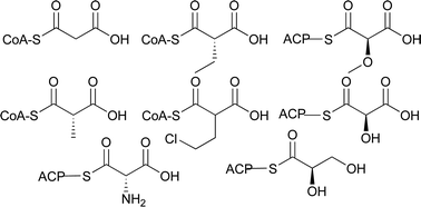 Graphical abstract: Biosynthesis of polyketide synthase extender units