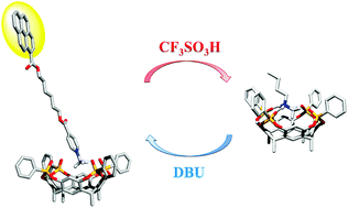 Graphical abstract: Fully reversible guest exchange in tetraphosphonate cavitand complexes probed by fluorescence spectroscopy