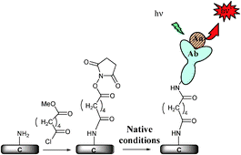 Graphical abstract: Covalent immobilization of antibodies on electrochemically functionalized carbon surfaces