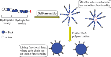 Graphical abstract: One-pot surfactant-free functional latexes by controlled radical polymerization in ab initio emulsion