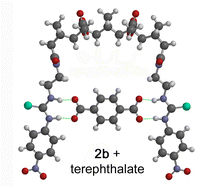 Graphical abstract: Size matters—strong binding of the terephthalate dianion by thiourea functionalised fused [n]polynorbornane hosts