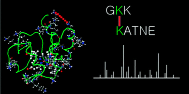 Graphical abstract: Mass spectrometric analysis of cross-linking sites for the structure of proteins and protein complexes