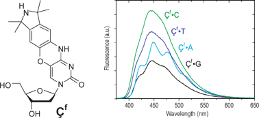 Graphical abstract: Single base interrogation by a fluorescent nucleotide: each of the four DNA bases identified by fluorescence spectroscopy