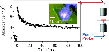 Graphical abstract: Self-trapping limited exciton diffusion in a monomeric perylene crystal as revealed by femtosecond transient absorption microscopy