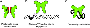 Graphical abstract: Targeting transcription factors for therapeutic benefit