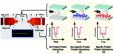Graphical abstract: Cell characterization using a protein-functionalized pore
