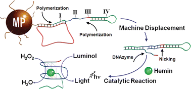 Graphical abstract: Analysis of DNA and single-base mutations using magnetic particles for purification, amplification and DNAzyme detection