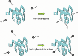 Graphical abstract: Thermodynamics and rheology of mixed protein–surfactant adsorption layers