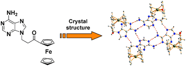Graphical abstract: Directing spatial disposition of ferrocene around homoadenine tetrads