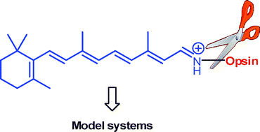 Graphical abstract: Model systems for understanding absorption tuning by opsin proteins