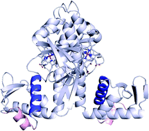 Graphical abstract: Metal-containing sensor proteins sensing diatomic gas molecules