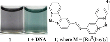 Graphical abstract: A dinuclear ruthenium(ii) complex that functions as a label-free colorimetric sensor for DNA