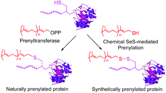 Graphical abstract: Chemical site-selective prenylation of proteins