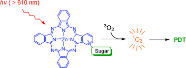 Graphical abstract: Glycosylated zinc(ii) phthalocyanines as efficient photosensitisers for photodynamic therapy. Synthesis, photophysical properties and in vitro photodynamic activity