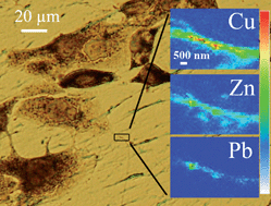 Graphical abstract: Nano-imaging of trace metals by synchrotron X-ray fluorescence into dopaminergic single cells and neurite-like processes