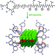 Graphical abstract: A cyclic RGD-coated peptide nanoribbon as a selective intracellular nanocarrier