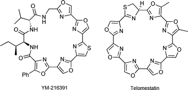 Graphical abstract: Novel polyoxazole-based cyclopeptides from Streptomyces sp. Total synthesis of the cyclopeptide YM-216391 and synthetic studies towards telomestatin