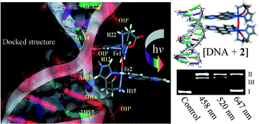 Graphical abstract: Double-strand DNA cleavage from photodecarboxylation of (μ-oxo)diiron(iii) l-histidine complex in visible light