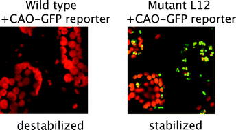 Graphical abstract: Characterization of Arabidopsis mutants defective in the regulation of chlorophyllide a oxygenase