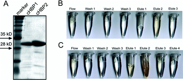 Graphical abstract: Characterization of cytosolic tetrapyrrole-binding proteins in Arabidopsis thaliana