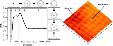Graphical abstract: Surface plasmon resonance study of vesicle rupture by virus-mimetic attack