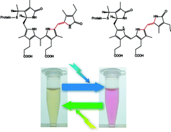 Graphical abstract: Cyanobacteriochromes: a new superfamily of tetrapyrrole-binding photoreceptors in cyanobacteria