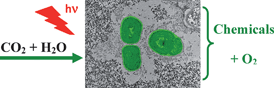 Graphical abstract: Photosynthesis within porous silica gel: viability and activity of encapsulated cyanobacteria