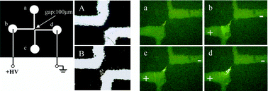 Graphical abstract: A simple, disposable microfluidic device for rapid protein concentration and purificationvia direct-printing