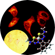 Graphical abstract: Cellular confocal fluorescence studies and cytotoxic activity of new Zn(ii) bis(thiosemicarbazonato) complexes