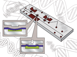 Graphical abstract: Electrically controlled microvalves to integrate microchip polymerase chain reaction and capillary electrophoresis