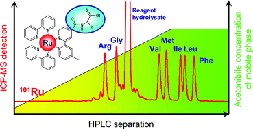 Graphical abstract: A highly sensitive analytical method for metal-labelled amino acids by HPLC/ICP-MS