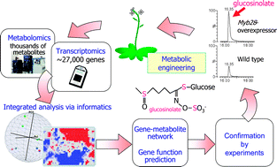 Graphical abstract: Analysis of systemic sulfur metabolism in plants using integrated ‘-omics’ strategies