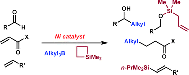 Graphical abstract: Nickel-catalysed reactions with trialkylboranes and silacyclobutanes