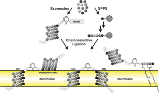 Graphical abstract: Chemical synthesis and semisynthesis of membrane proteins