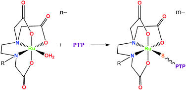 Graphical abstract: A potential role for protein tyrosine phosphatase inhibition by a RuIII–edta complex (edta = ethylenediaminetetraacetate) in its biological activity