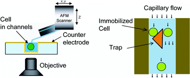 Graphical abstract: Open micro-fluidic system for atomic force microscopy-guided in situ electrochemical probing of a single cell