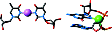 Graphical abstract: Nitrogen-15 NMR spectroscopy of N-metallated nucleic acids: insights into 15N NMR parameters and N–metal bonds
