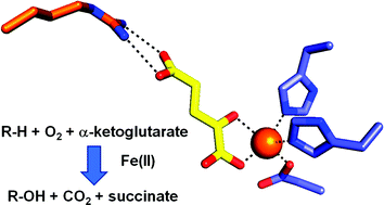 Graphical abstract: FeII/α-ketoglutarate hydroxylases involved in nucleobase, nucleoside, nucleotide, and chromatin metabolism