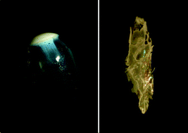 Graphical abstract: Columnar liquid crystals of gibbsite platelets as templates for the generation of ordered silica structures