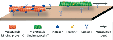 Graphical abstract: Setting up roadblocks for kinesin-1: mechanism for the selective speed control of cargo carrying microtubules