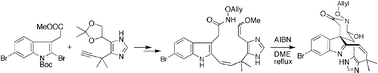 Graphical abstract: Synthetic studies and biosynthetic speculation on marine alkaloid chartelline