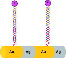 Graphical abstract: Barcoded metal nanowires